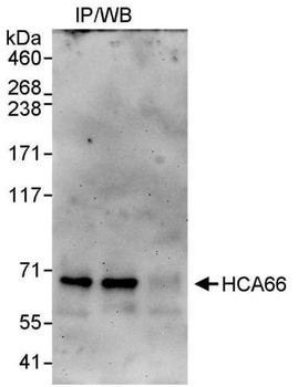 HCA66 Antibody