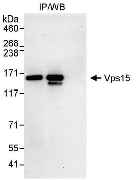 Rabbit Vps15 Antibody