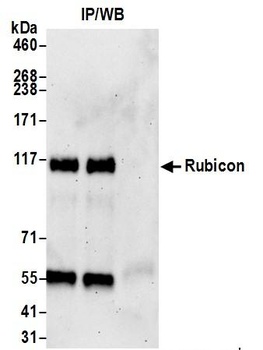 Rubicon Antibody