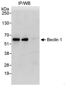 Rabbit Beclin 1 Antibody