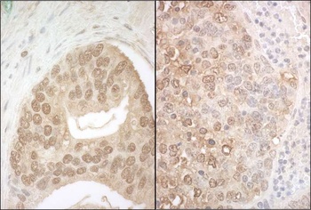 Rabbit anti-APC7 Antibody