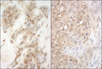 Rabbit anti-APC7 Antibody