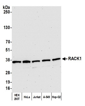 RACK1 Antibody