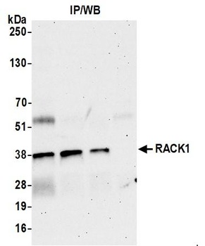 RACK1 Antibody