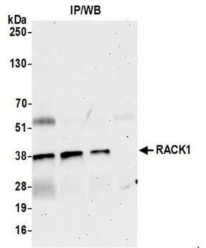 Rabbit anti-RACK1 Antibody