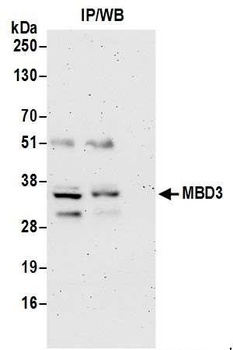 MBD3 Antibody