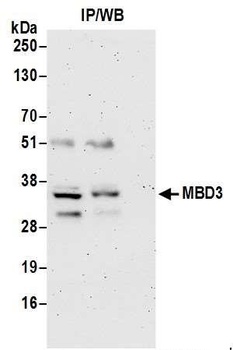 Rabbit MBD3 Antibody