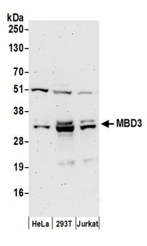 Rabbit MBD3 Antibody