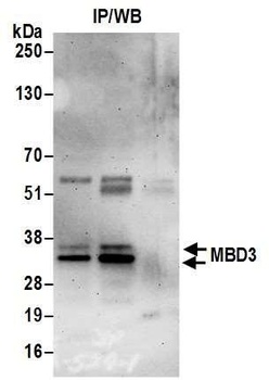 Rabbit MBD3 Antibody