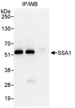 Rabbit SSA1 Antibody
