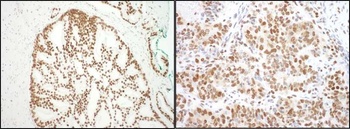 Rabbit anti-SF3B3 Antibody