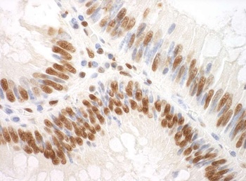 Rabbit anti-SF3A3 Antibody