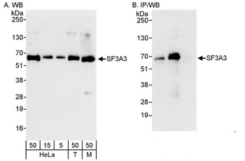 Rabbit anti-SF3A3 Antibody