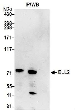 ELL2 Antibody