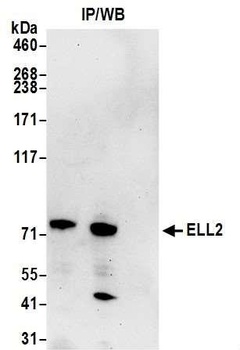 Rabbit anti-ELL2 Antibody
