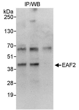 Rabbit anti-EAF2 Antibody