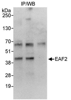 Rabbit anti-EAF2 Antibody