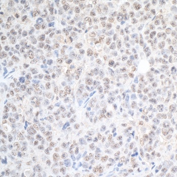 Rabbit anti-SPF45 Antibody