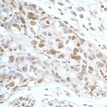 Rabbit anti-SPF45 Antibody