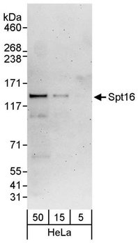 Rabbit Spt16 Antibody