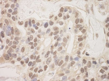 Rabbit anti-SAP130 Antibody