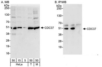 Rabbit CDC37 Antibody