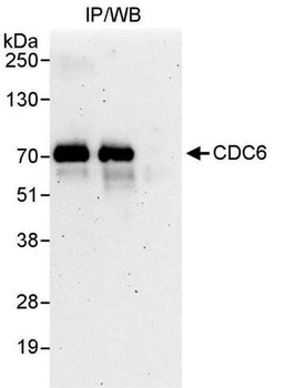 Rabbit CDC6 Antibody
