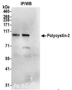Rabbit Polycystin-2 Antibody