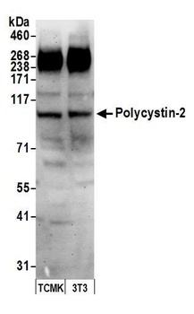 Rabbit Polycystin-2 Antibody