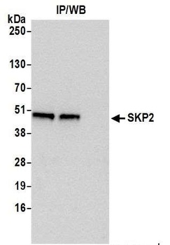 Rabbit anti-SKP2 Antibody