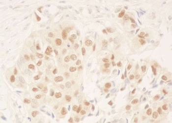 Rabbit anti-NRIP Antibody