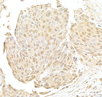 Rabbit anti-NRIP Antibody