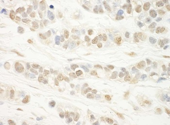 Rabbit anti-WDR5 Antibody
