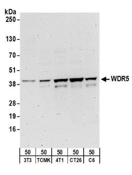 Rabbit anti-WDR5 Antibody