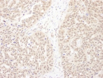 Rabbit anti-WDR5 Antibody