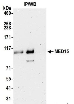 Rabbit anti-MED15 Antibody