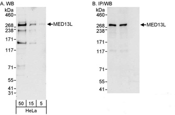 Rabbit MED13L Antibody