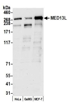Rabbit MED13L Antibody
