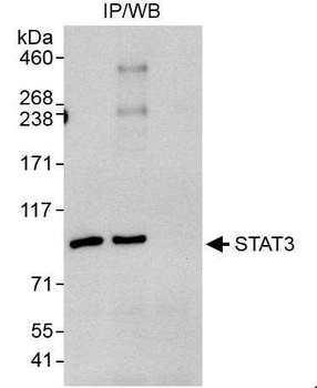 Rabbit STAT3 Antibody