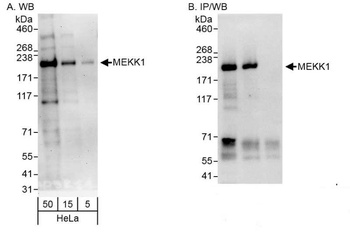 Rabbit MEKK1 Antibody