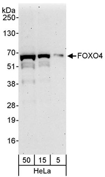Rabbit FOXO4 Antibody