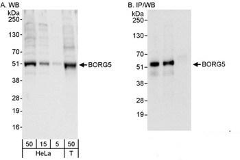 Rabbit anti-BORG5 Antibody