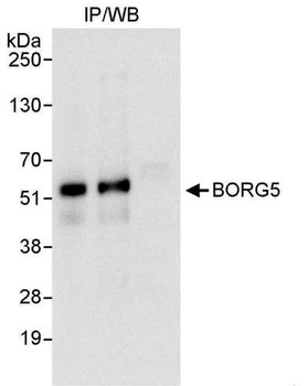 Rabbit anti-BORG5 Antibody