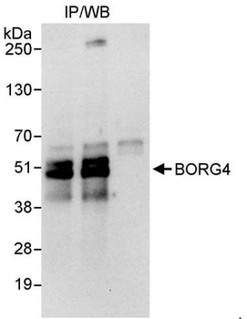 Rabbit anti-BORG4 Antibody
