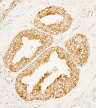 Rabbit anti-MARCKS-like1 Antibody