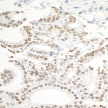 Rabbit anti-BRD3 Antibody