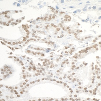 BRD3 Antibody