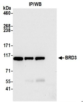 Rabbit anti-BRD3 Antibody