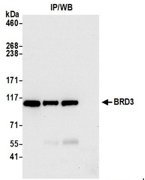 BRD3 Antibody