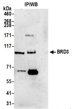 Rabbit BRD3 Antibody